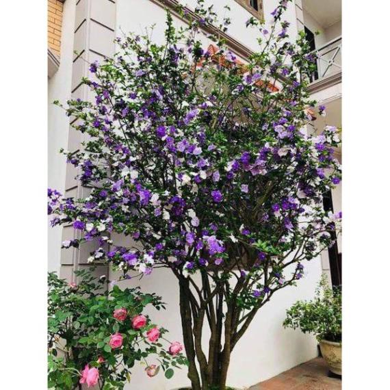 NGUYÊN BẦU CÂY GIỐNG HOA NHÀI NHẬT TÍM NHẬT BẢN ĐỔI MÀU-BẦU CÂY SIZE LỚN , cam kết uy tín chất lượng