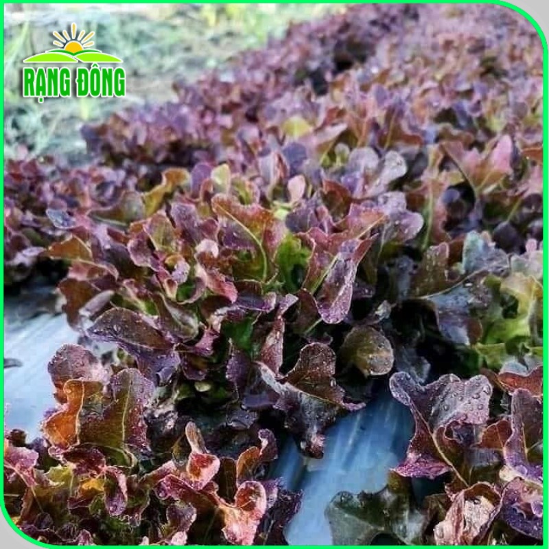 Hạt giống Xà Lách Sồi Tím (Xà lách Oakleaf) sinh trưởng khỏe, trồng quanh năm (gói 2 gr) - Hạt giống Rạng Đông