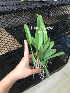 Hoa lan Catlaya màu mới cỡ trung