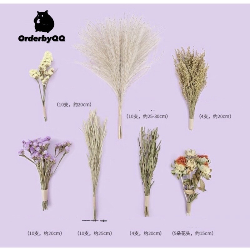 NITEANGEL Cành Cắm Ngũ Cốc Chuồng Hamster