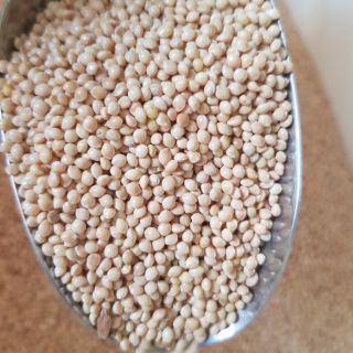 Hạt kê trắng cho chim, gà, vẹt đóng gói 500g - 1kg
