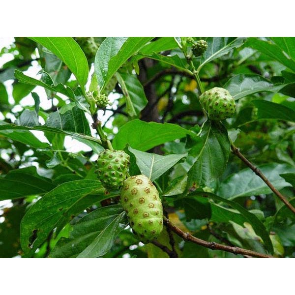Trái nhàu khô 1kg