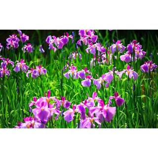 [GIÁ GỐC] Hạt giống hoa Diên vĩ Hồng (Iris Hồng) - 10 hạt