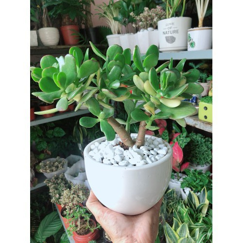Caykiengsadec - Cây Ngọc Bích  - cây cảnh để bàn