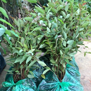 Hạt giống cây bạch đàn trắng gói 50gram ( CHHG )