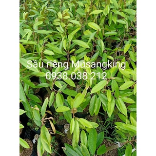 CÂY SẦU RIÊNG MUSANG KING D197 ( SẦU RIÊNG MALAYSIA )