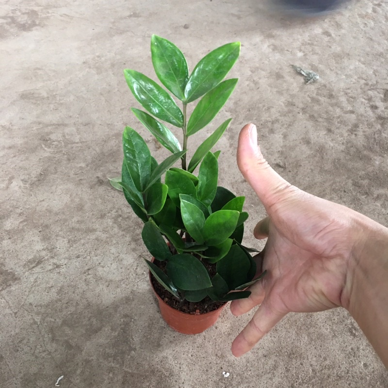 Cây Kim Tiền Phong Thuỷ Mini Để Bàn Kèm Chậu Sứ Nhiều Nhánh