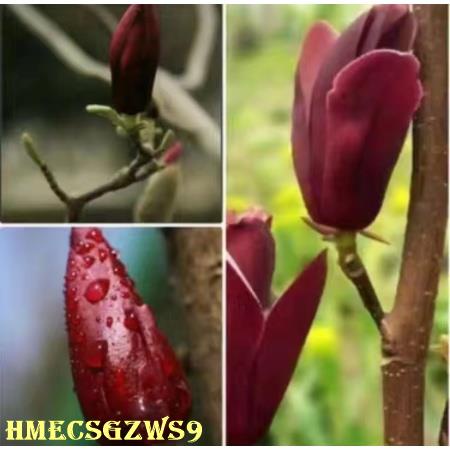 Hạt giống hoa mộc lan Đỏ Vàng Trắng tím đễ trồng nảy mầm cực nhanh 30h