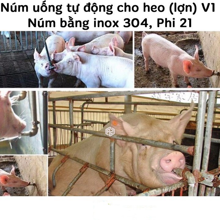 Combo 5 núm uống tự động cho heo