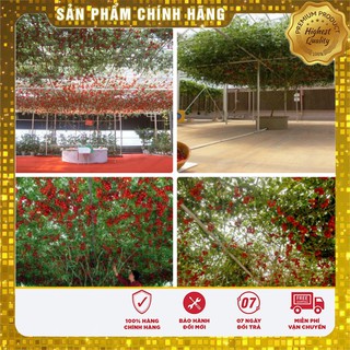 Cà Chua Bạch Tuộc ( Cà chua leo giàn) 04 hạt