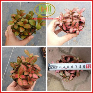 Cây cẩm nhung Fittonia lá may mắn nhiều màu đẹp thích hợp trồng để bàn nhỏ xinh