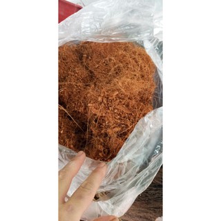 Nửa cân xơ dừa để trồng cây hoa đã qua sử lý