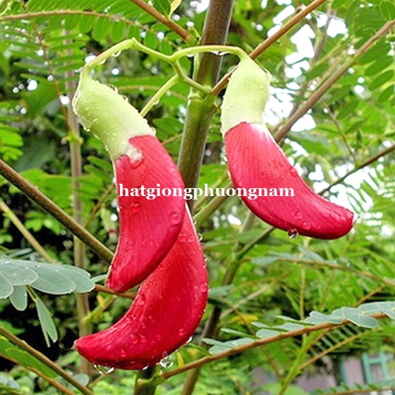 HẠT GIỐNG SO ĐŨA THÁI BÔNG ĐỎ