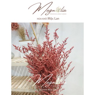 Hoa sao khô 🍁FREESHIP🍁 Hoa cắm hoa trang trí nhà cửa và phụ kiện