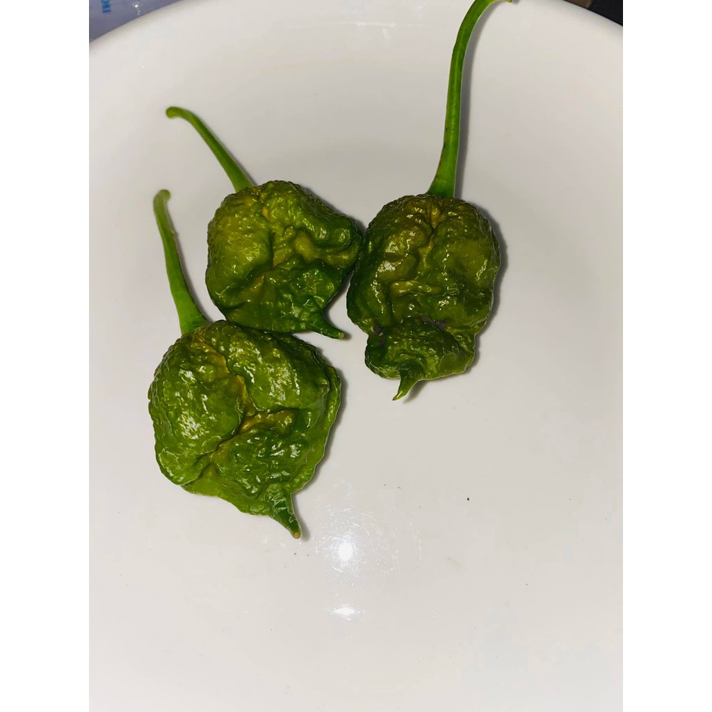 Trái Ớt tươi Big Mustard Mama