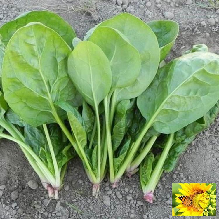 Hạt giống Cải Bó xôi 10g