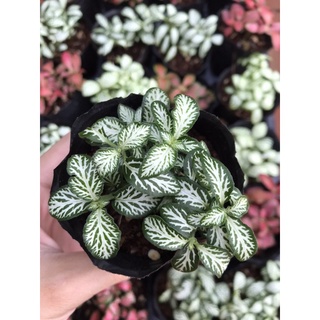 [Mua 5 tặng 1] Bầu cây lá may mắn - Fittonia