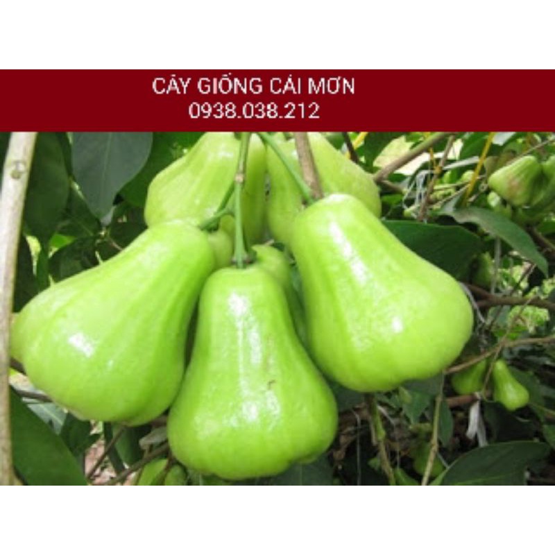 CÂY GIỐNG MẬN ROI XANH - MẬN XANH TAM HOA ( CÂY CHIẾT CÀNH )