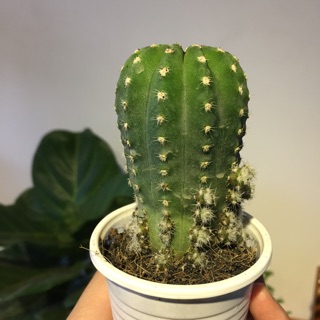 Xương rồng Echino