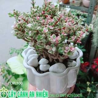 Chậu cây cành vàng lá ngọc