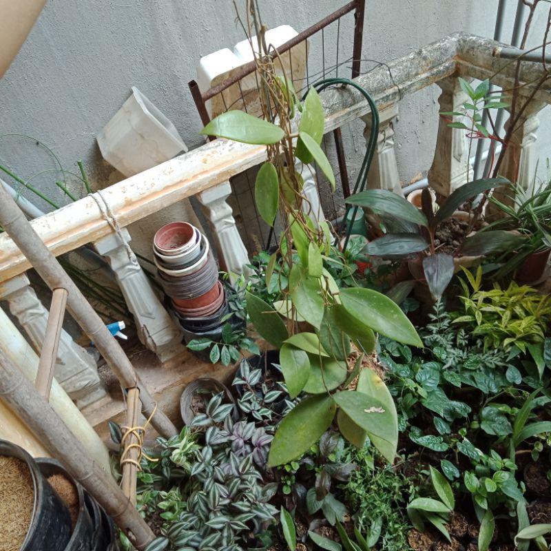 Chậu cây cẩm cù rừng