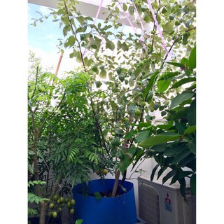 [ Xả - Cắt Lỗ ] Cây giống táo thái quả to ăn ngon dễ trồng - Đơn hàng thanh toán trước tặng vòi tưới nhỏ giọt
