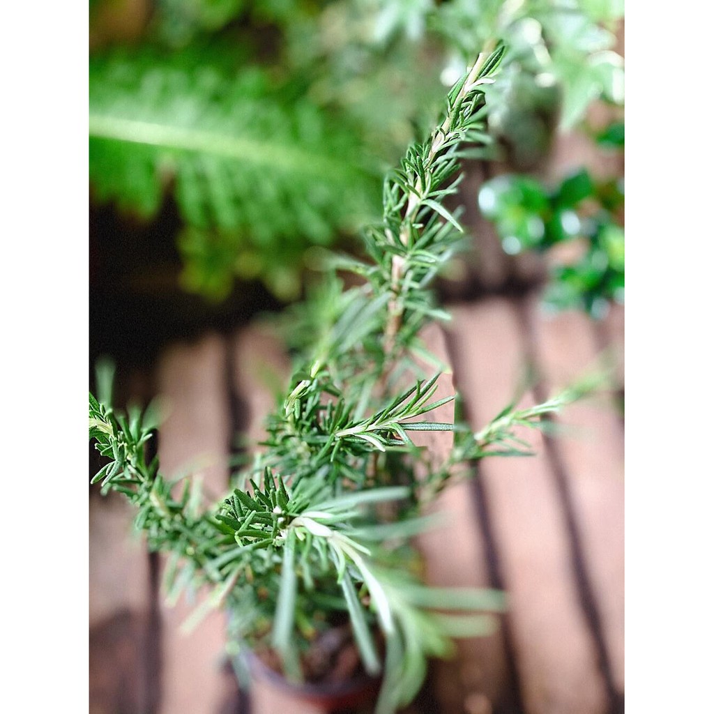 Cây Hương Thảo (Rosemary, Rosmarinus officinalis, Salvia rosmarinus) gốc già chậu nhựa