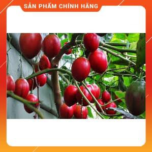 HẠT GIỐNG CÀ CHUA THÂN GỖ LUCKY GÓI 4 HẠT