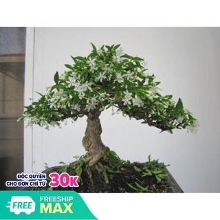  cây giống mai chiếu thủy bonsai cao 40cm cây gửi đi hình 456
