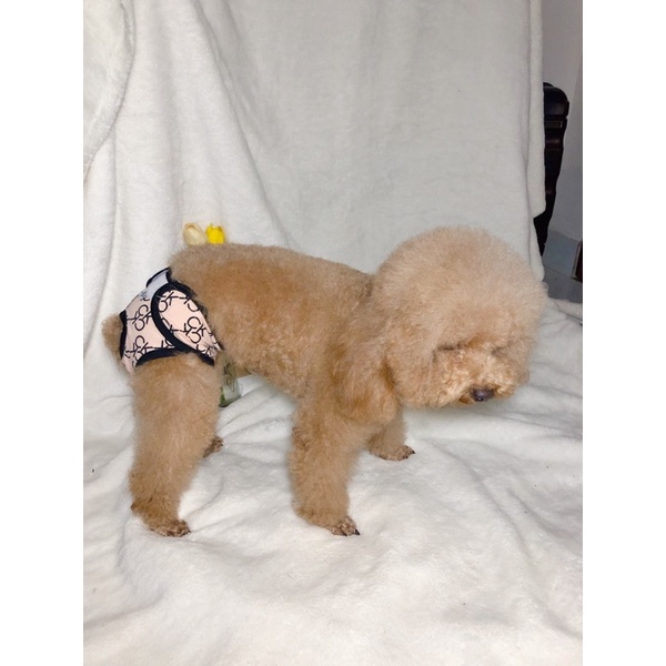 Quần sinh lý Ck cao cấp cho chó mèo/quần sinh lý cún cái