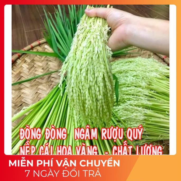 ĐÒNG ĐÒNG LÚA NẾP CÁI HOA VÀNG VÙNG TRUNG DU TÂY BẮC ĐÓNG GÓI 1KG