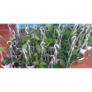 cẩm cù Hoya