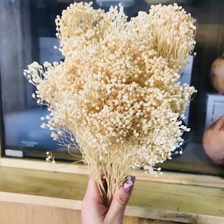 [Hoa khô Hà Lan] Bloom baby nhập khẩu