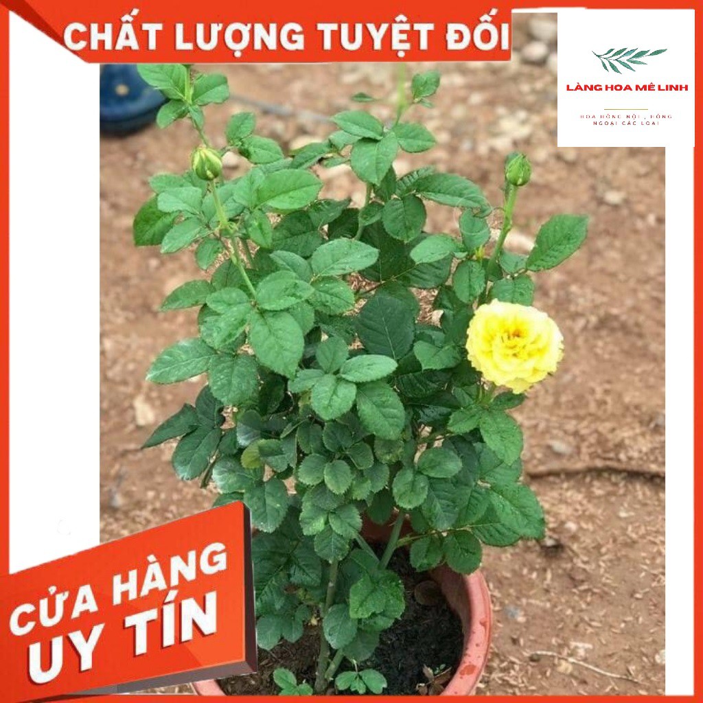 Hoa hồng ngoại Shell [🌺MÀU VÀNG RỰC RỠ 🌺] 🌺– Vẻ đẹp hấp dẫn trong những cánh hoa vàng rực rỡ🌺