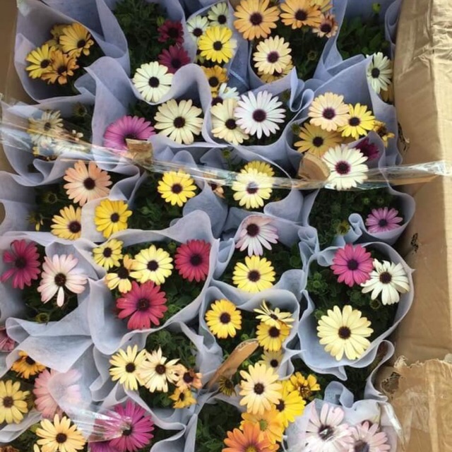 Hạt cúc nam phi siêu đẹp