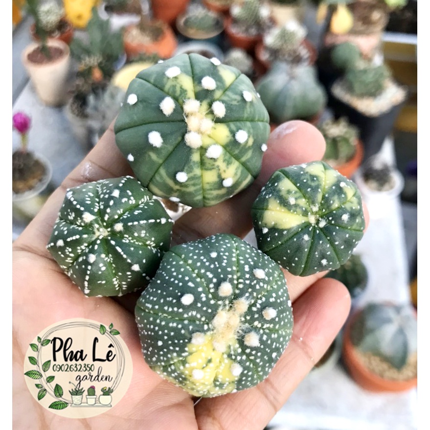 Xương rồng Aster lem siêu cưng