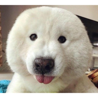 Shop Hàng ĐỨC xách tay BOBO