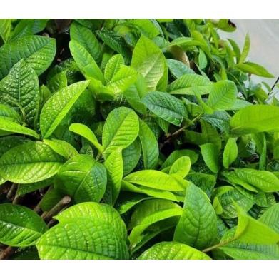 CÂY GIỐNG TRÀ HOA VÀNG