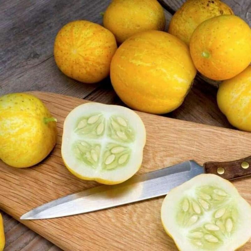 hạt giống dưa chuột lemon cucumber mỹ 10h