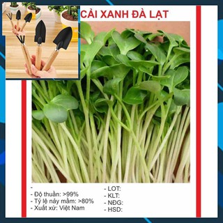 Hạt Giống Mầm Cải Xanh Đà Lạt 20gr TẶNG BỘ LÀM VƯƠN MINI