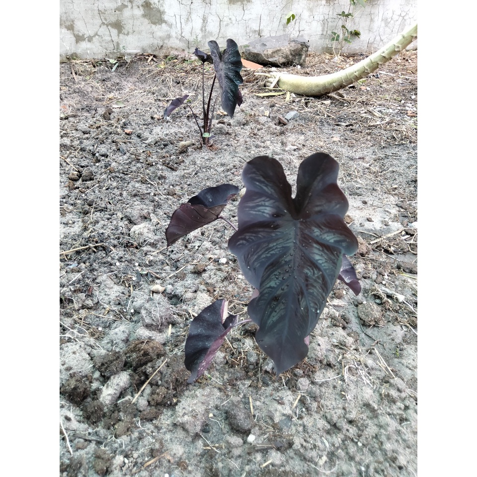 Môn Đen Colocasia Black Coral