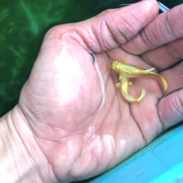 Guppy Full Gold bán theo cặp