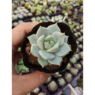 sen đá hoa hồng trắng(Graptoveria Titubans)