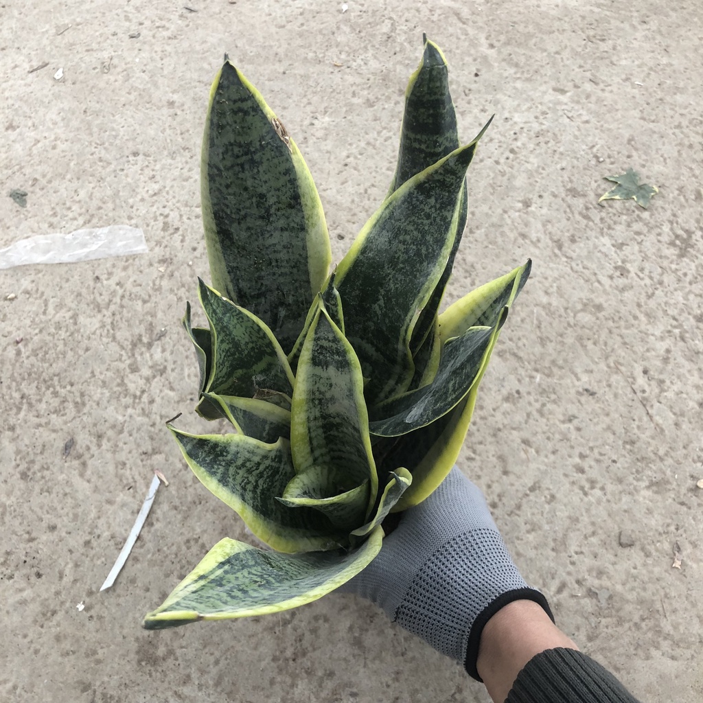 Cây để bàn - Cây lưỡi hổ 3 Thân cao 20cm lá dày đẹp dễ chăm sóc, thanh lọc không khí cưc tốt