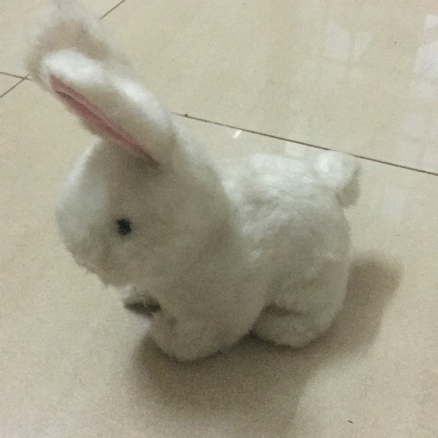 Thỏ bông c hương