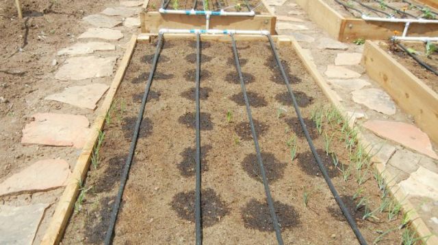 Dây tưới nhỏ giọt dày 0.15mm khoảng cách 20cm