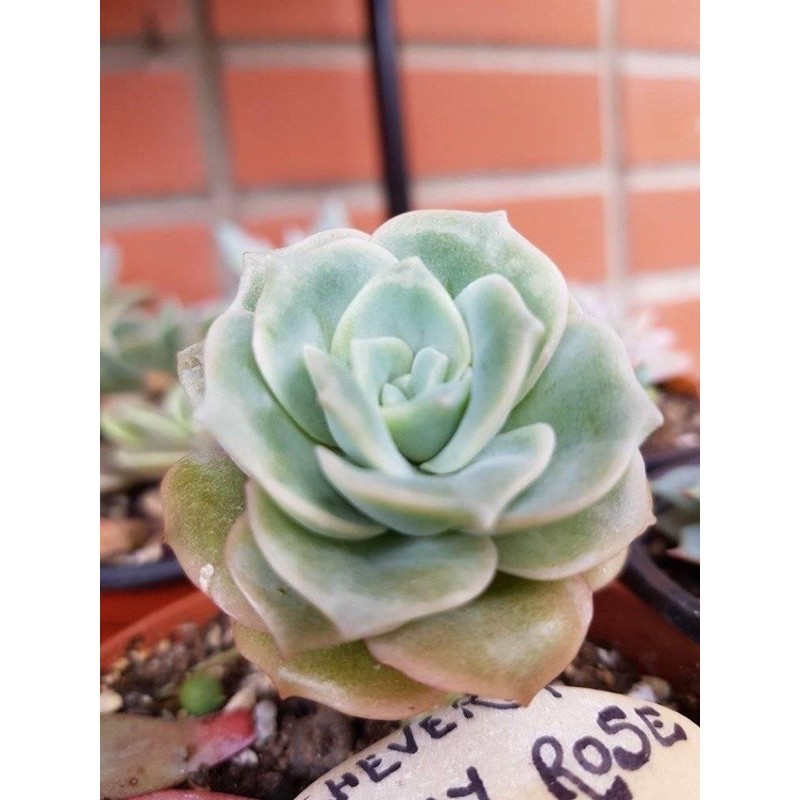 (GRAPTOVERIA LOVELY ROSE) SEN ĐÁ HOA HỒNG BÔNG TO MẬP