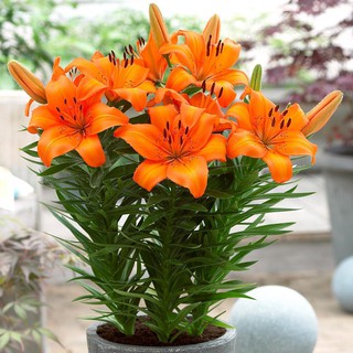 củ HOA LY LÙN THƠM