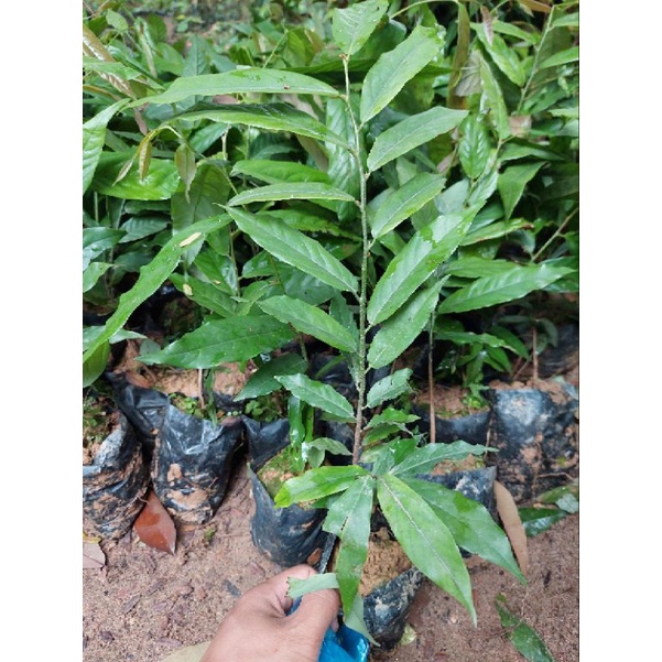 CÂY HOA RẺ CAO 30CM