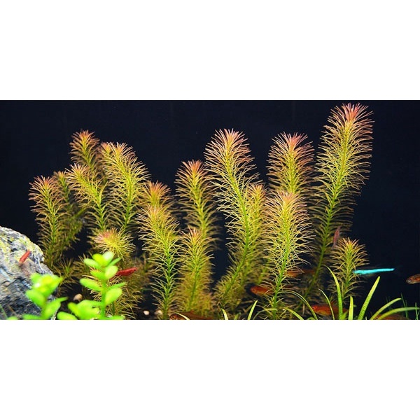 Rotala Việt Nam - 20k/ 15ngọn